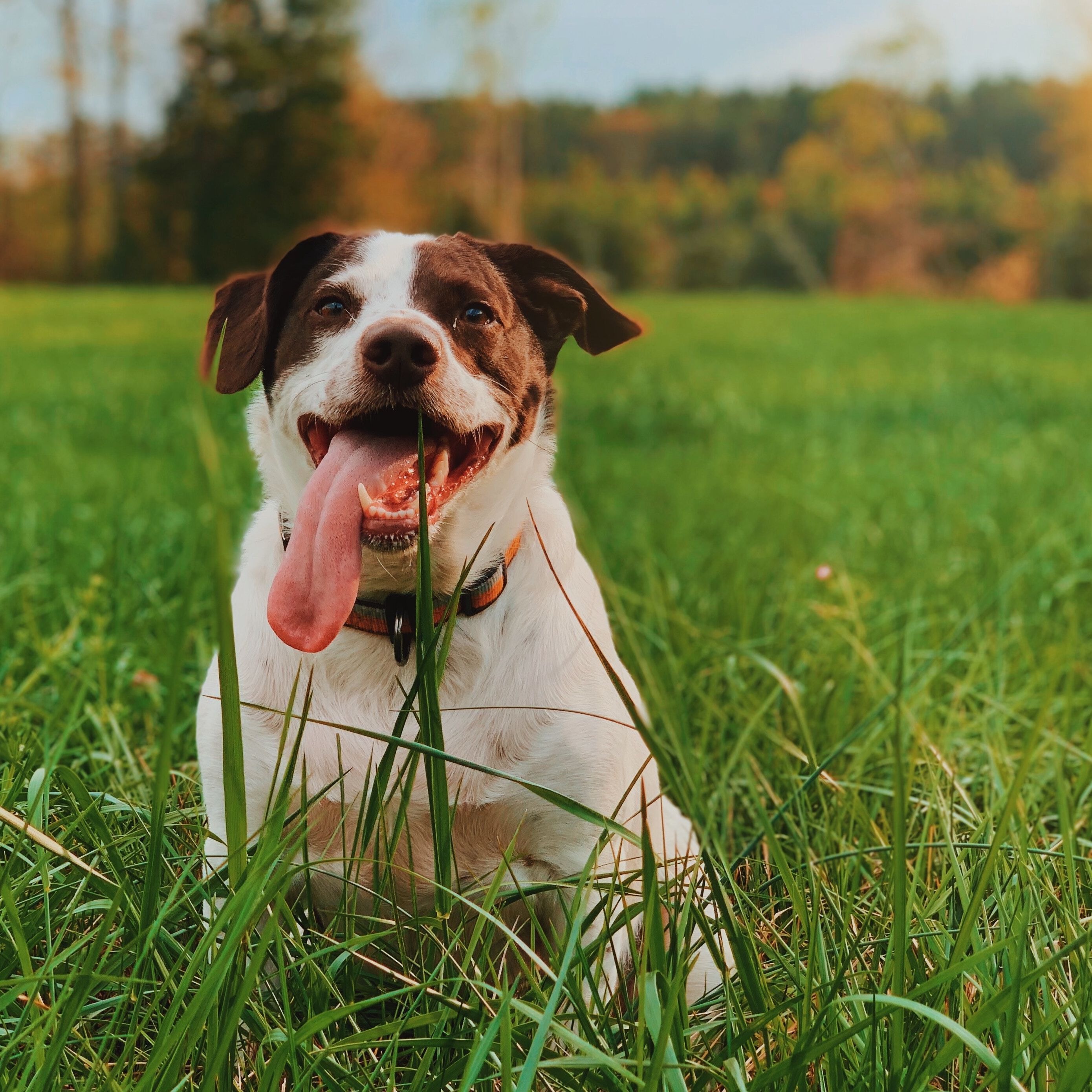 <b>WHY IS MY DOG EATING GRASS ALL THE TIME?</b><br><br>Find out why your dog eats grass and whether you need to do something about it &ndash; according to a vet...</br>